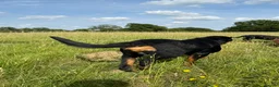 Mixed Breed dogs for sale: German shepherd x Rottweiler pups - Advert 5