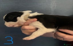 Border Collie dogs for sale: Border Collie Puppies - Image 9