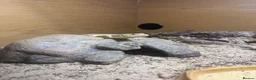 Skink reptiles for sale: Berber Skink with Set Up - Advert 4