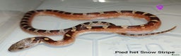 Corn Snake reptiles for sale: 2025 Scaleless cornsnakes  - Advert 8