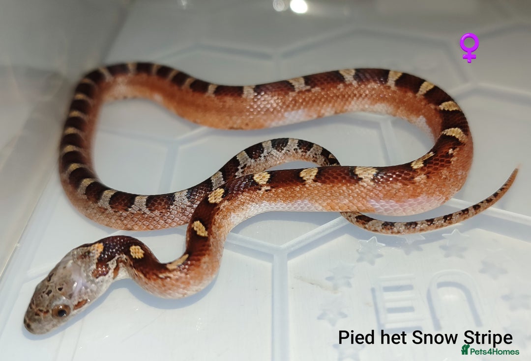 Corn Snake reptiles for sale: 2025 Scaleless cornsnakes  - Advert 8