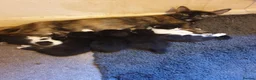 Mixed Breed cats for sale: Kittens - Advert 3