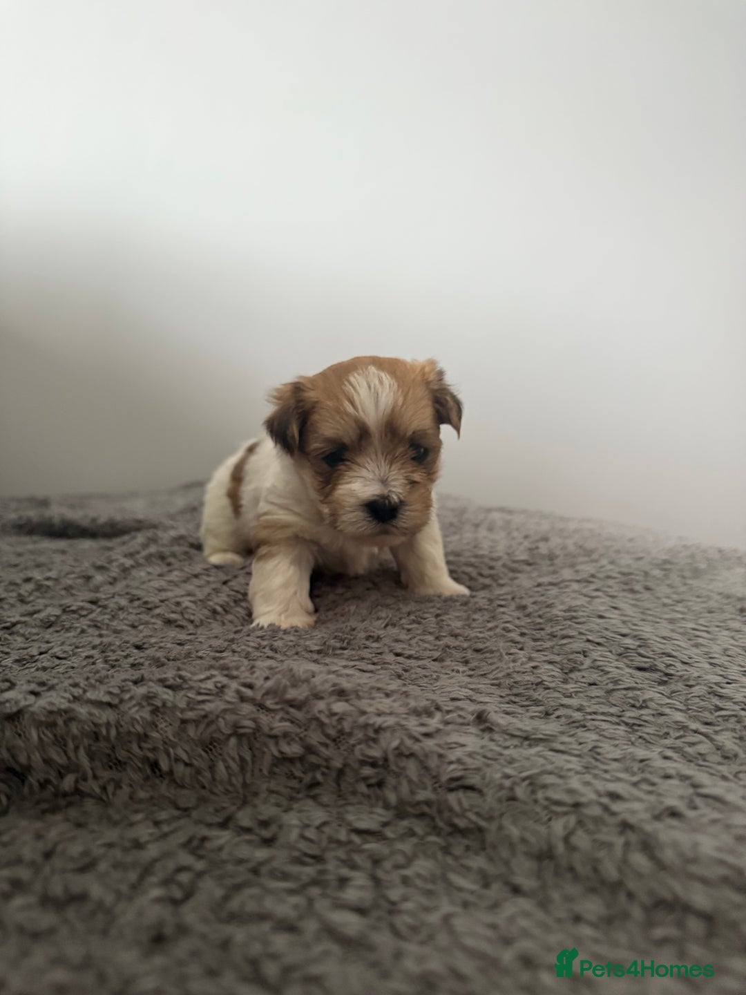 Mixed Breed dogs for sale: Absolutely gorgeous lhatese puppies - Advert 10