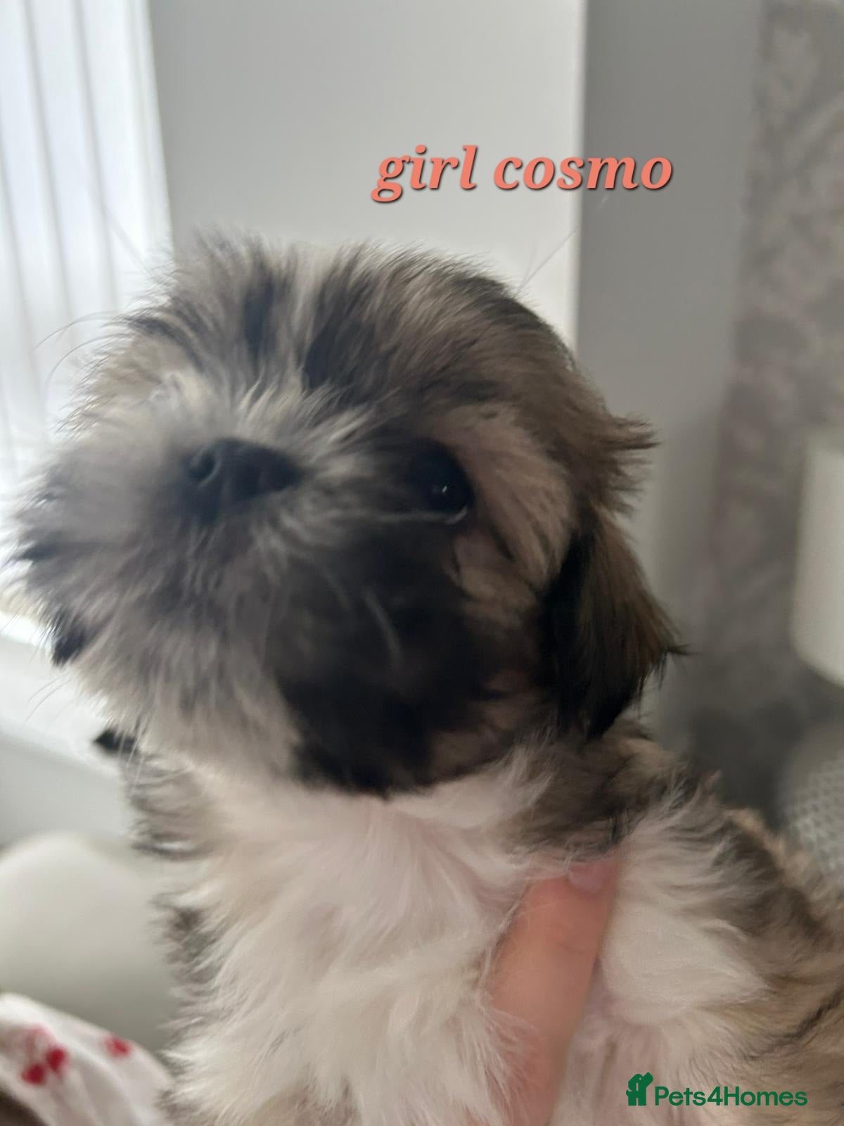 Shih Tzu dogs PUPS READY TO LEAVE NOW - Advert 8