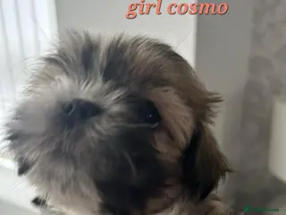 Shih Tzu dogs PUPS READY TO LEAVE NOW - Advert 8