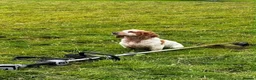 Cocker Spaniel dogs for sale: KC reg working cocker  in South Molton - Advert 9