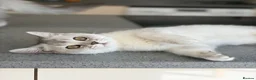 Persian cats for sale: Persian chinchilla/BSH kittens ready to leave ❤️ - Advert 8