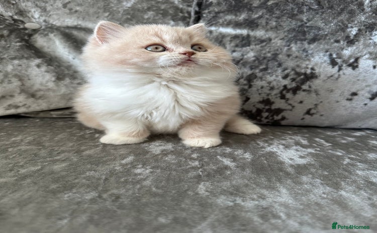 British Shorthair cats  🦁 Stunning Registered BLH Lion Look alike 🦁😍 - Advert 2
