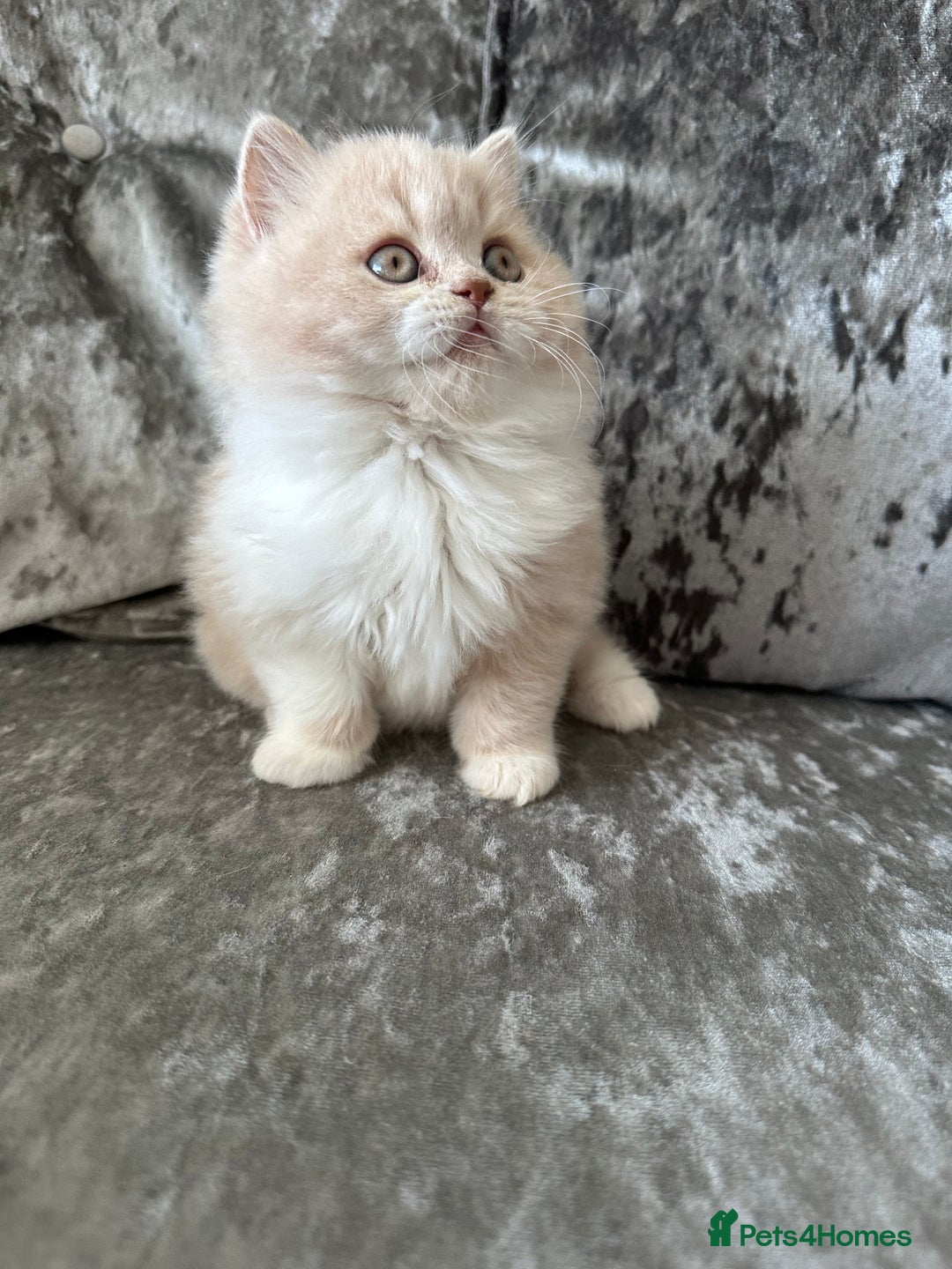 British Shorthair cats for sale:  🦁 Stunning Registered BSH /BLH Champion Lines 🦁 - Image 17