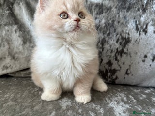British Shorthair cats 🦁 Stunning Registered BLH Lion Look alike 🦁😍 - Advert 8
