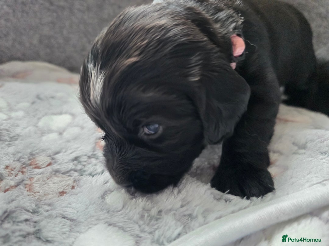 Cocker Spaniel dogs for sale: last puppy (girl) of the Working Cocker Spaniel - Advert 17