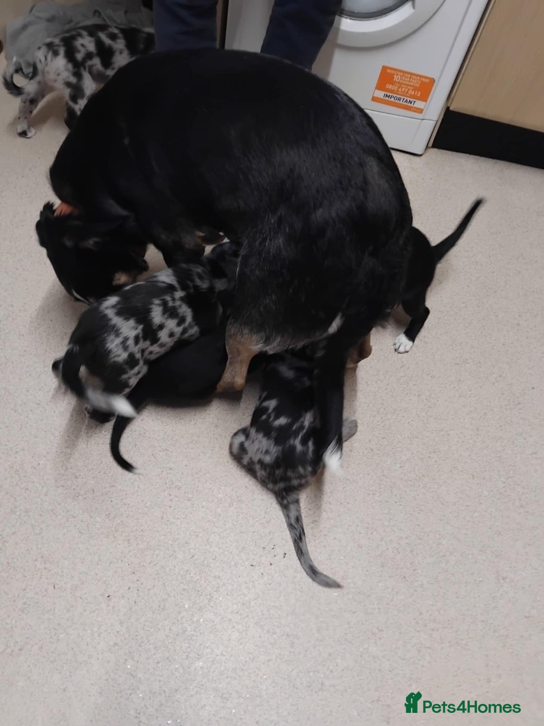 Border Collie dogs for sale: Blue merle&black&white puppies for sale  - Advert 32