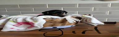 Miniature Dachshund 6