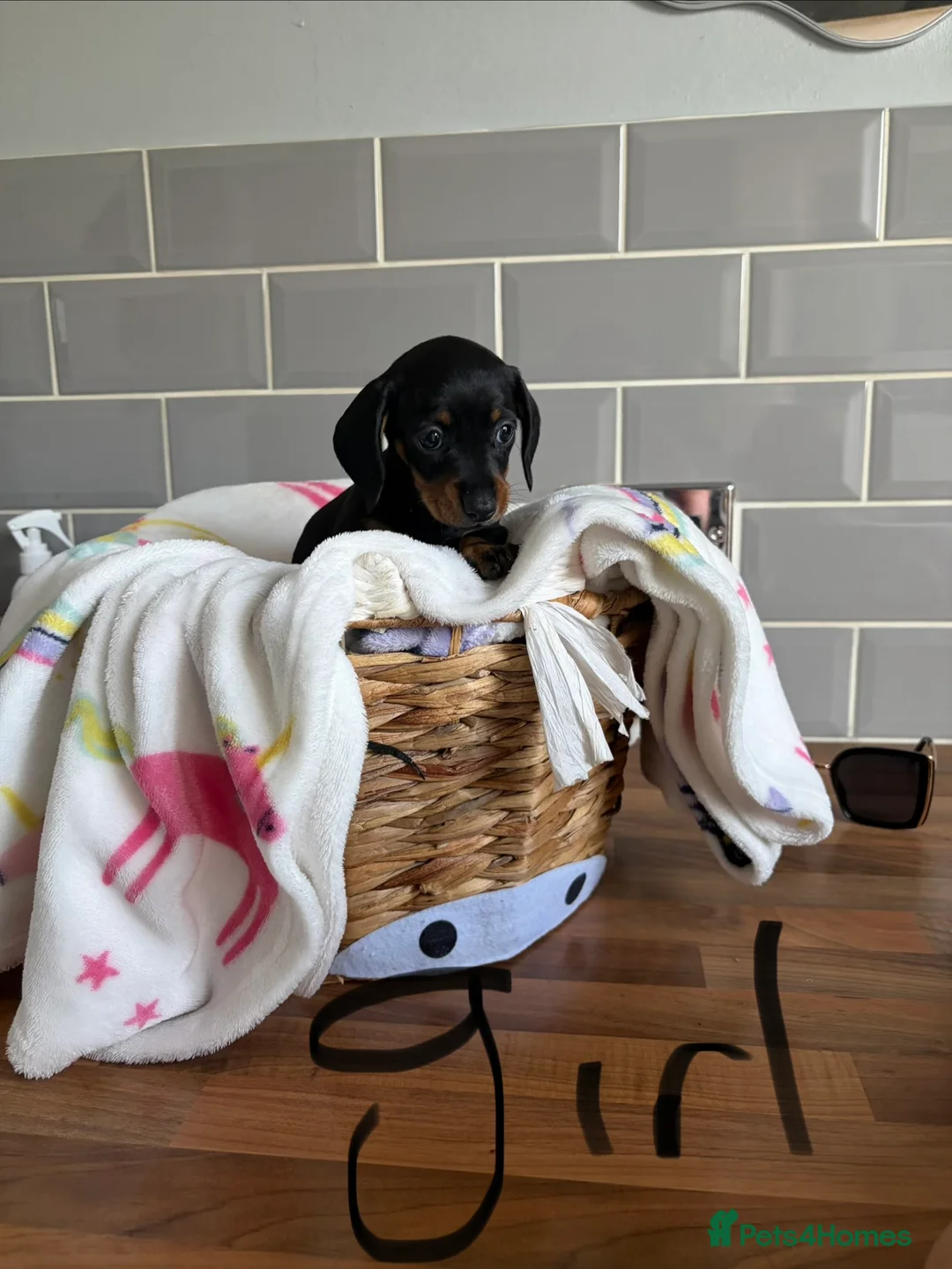 Miniature Dachshund dogs for sale: Kc miniature dachshund  - Advert 2