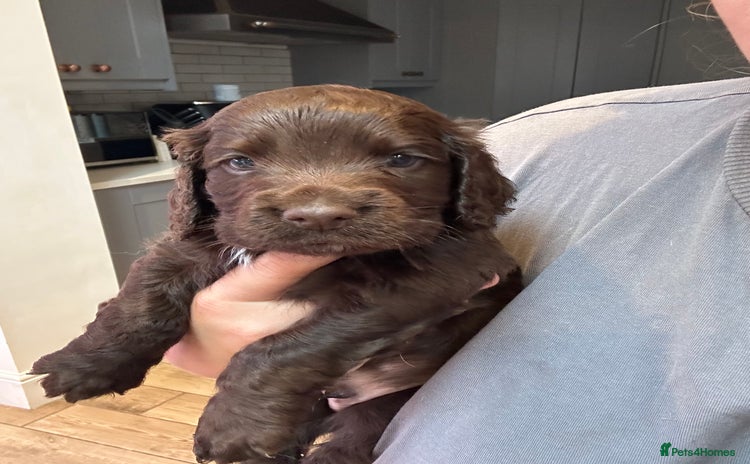 Cocker Spaniel dogs - Advert 5