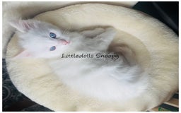 Ragdoll cats for sale: Champion line Ragdoll kittens GCCF registered - Image 12