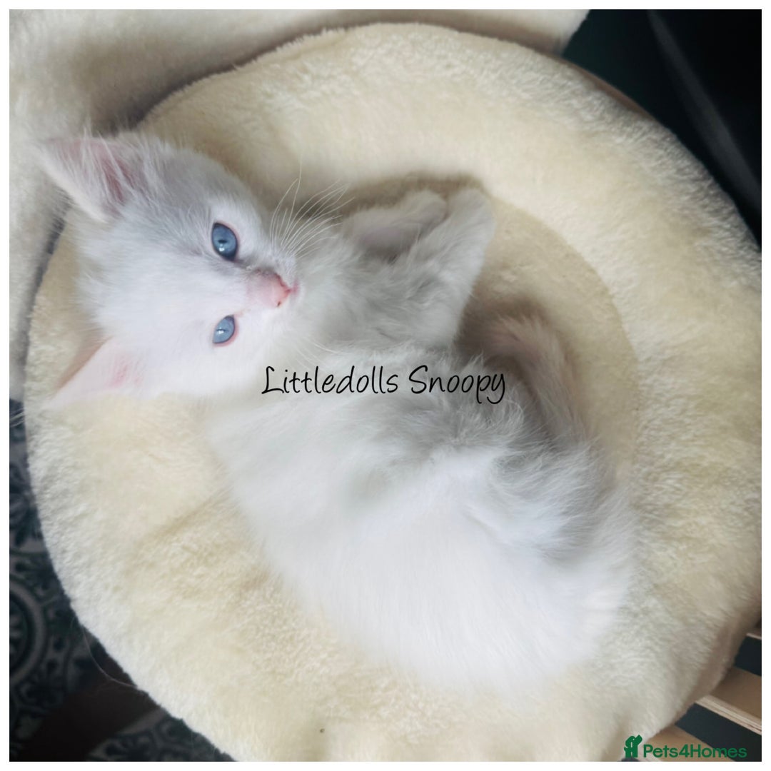Ragdoll cats for sale: Champion line Ragdoll kittens GCCF registered - Image 12