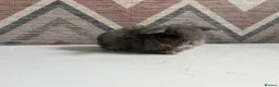 Lionhead rabbits for sale: mini lops  ready to  reserve  - Advert 9