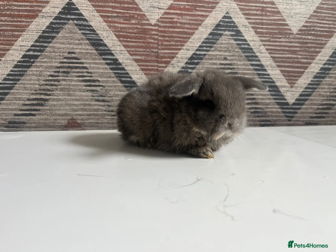 Lionhead rabbits for sale: mini lops  ready to  reserve  - Advert 9