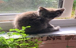 Mixed Breed cats for sale: Gorgeous Kittens Available Now 3 Of them  - Image 7