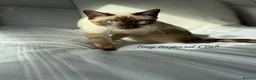 Bengal cats for sale: Bengal Brother and Sister: to be re-homed together - Advert 4