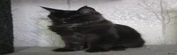 Maine Coon cats for sale: Male Maine Coon Black Smoke - Advert 14