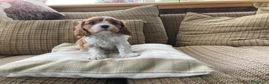 Cavalier King Charles Spaniel Puppy 3