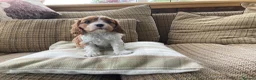 Cavalier King Charles Spaniel dogs for sale: Super KC blenheim pups from health tested parents - Advert 4