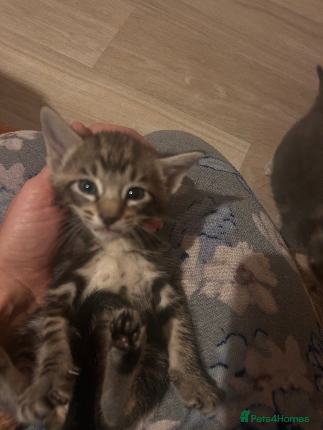 Oriental cats for sale: Oriental/ Siamese kittens  - Advert 8