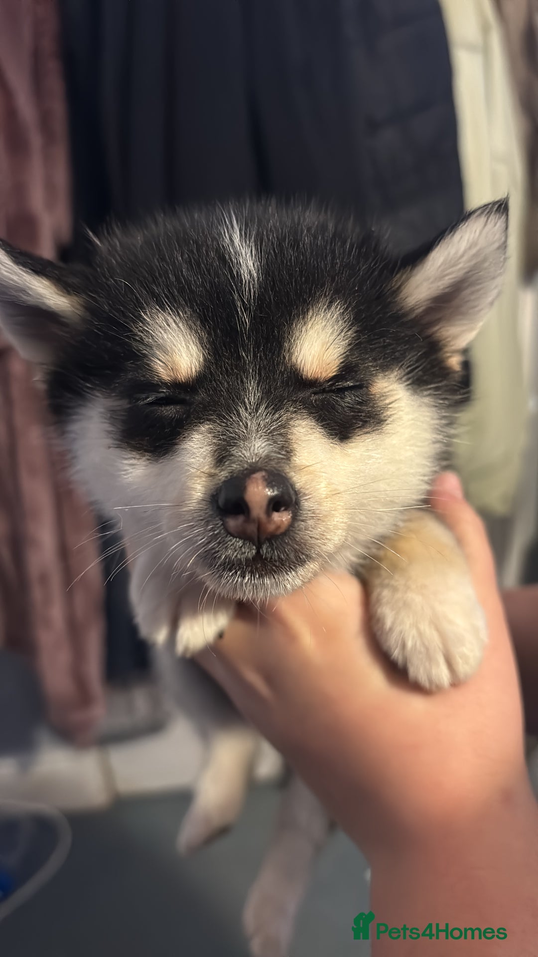 Pomsky dogs for sale: F4 tiny pomsky pups REDUCED need homes now - Advert 3