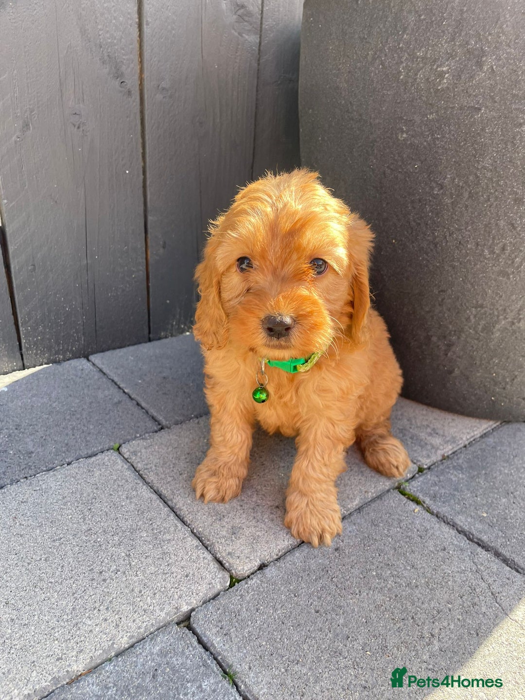 Labradoodle dogs for sale: F1b fox red labradoodle  - Image 5