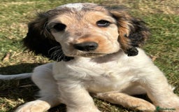 Cocker Spaniel dogs for sale: Stunning Pedigree KC Show Cocker Puppies  - Image 5