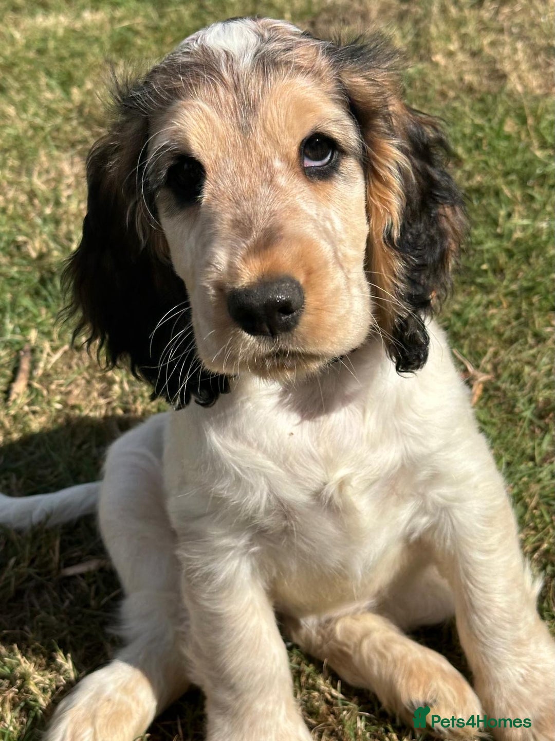 Cocker Spaniel dogs for sale: Stunning Pedigree KC Show Cocker Puppies  - Image 5