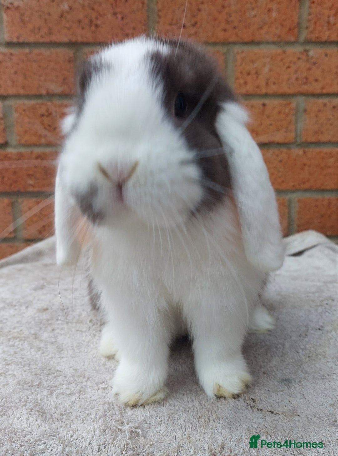 Mini Lop rabbits for sale: ☆ Chocolate White Ear Split Doe ☆ - Image 2