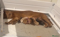 Cocker Spaniel dogs for sale: Stunning KC show cocker spaniels  - Image 31