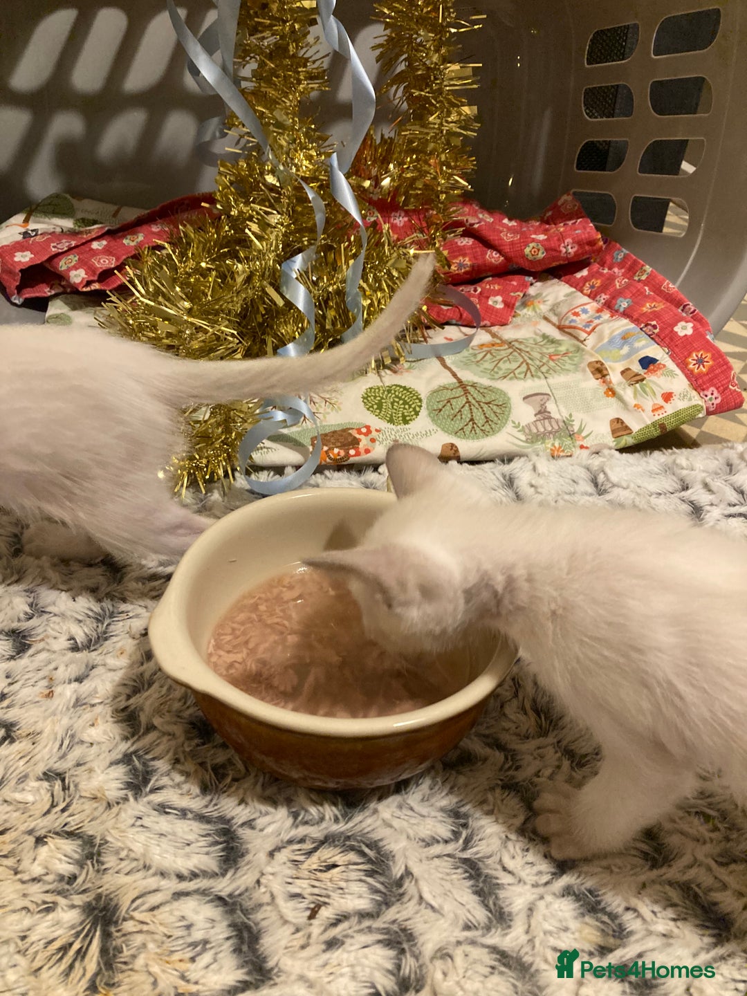 Oriental cats for sale: Oriental shorthair kittens - Advert 18