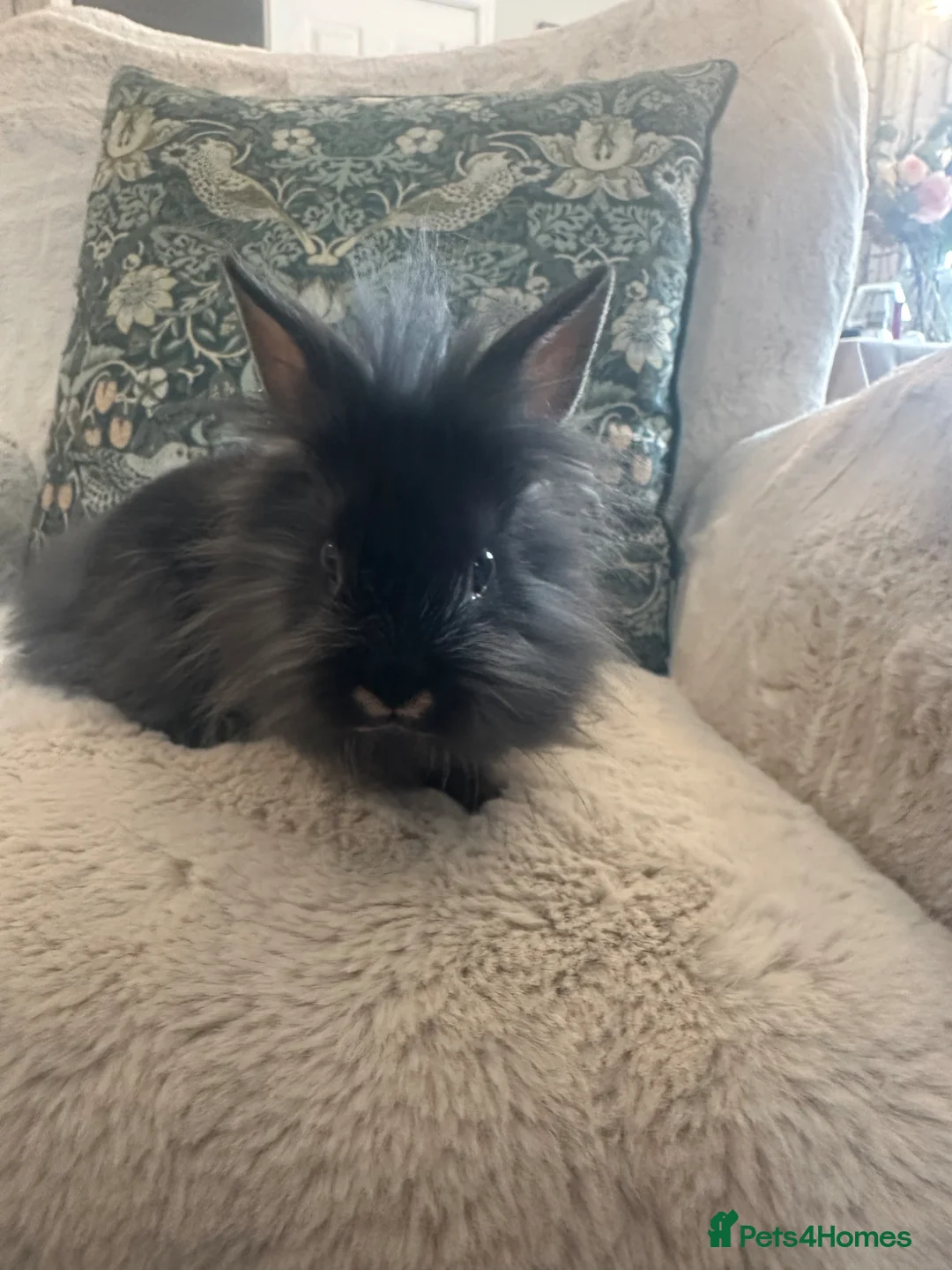 Mixed Breed rabbits for sale: Dwarf Lionhead Bunnies in Spalding - Advert 6