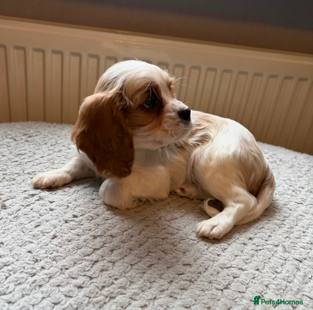 Cavalier King Charles Spaniel dogs for sale: Tri/ Blenheim Cavalier King Charles Puppies ready  - Advert 9
