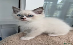 Ragdoll cats for sale: Champion Sired GCCF Registered Ragdoll Kittens - Image 7