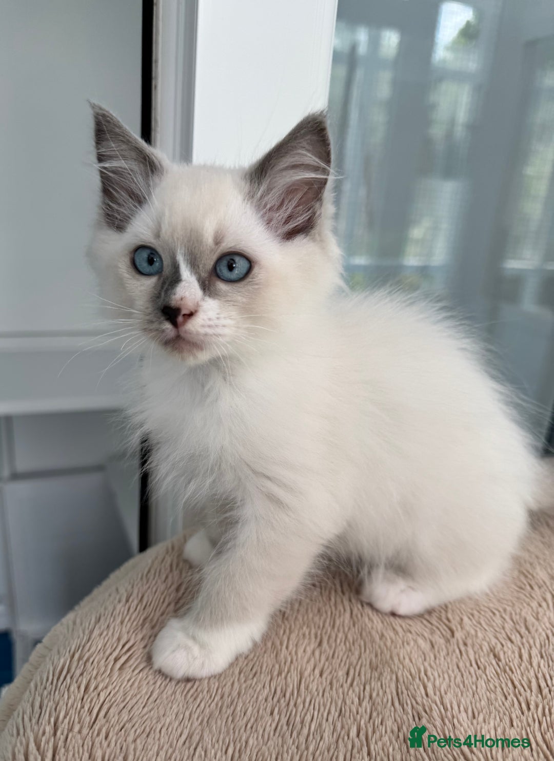 Ragdoll cats for sale: Champion Sired GCCF Registered Ragdoll Kittens - Image 7