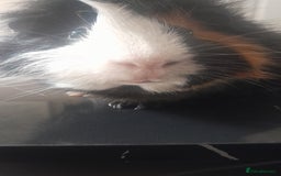 Guinea Pig rodents for sale: 2 male guinea pigs for sale   - Image 5