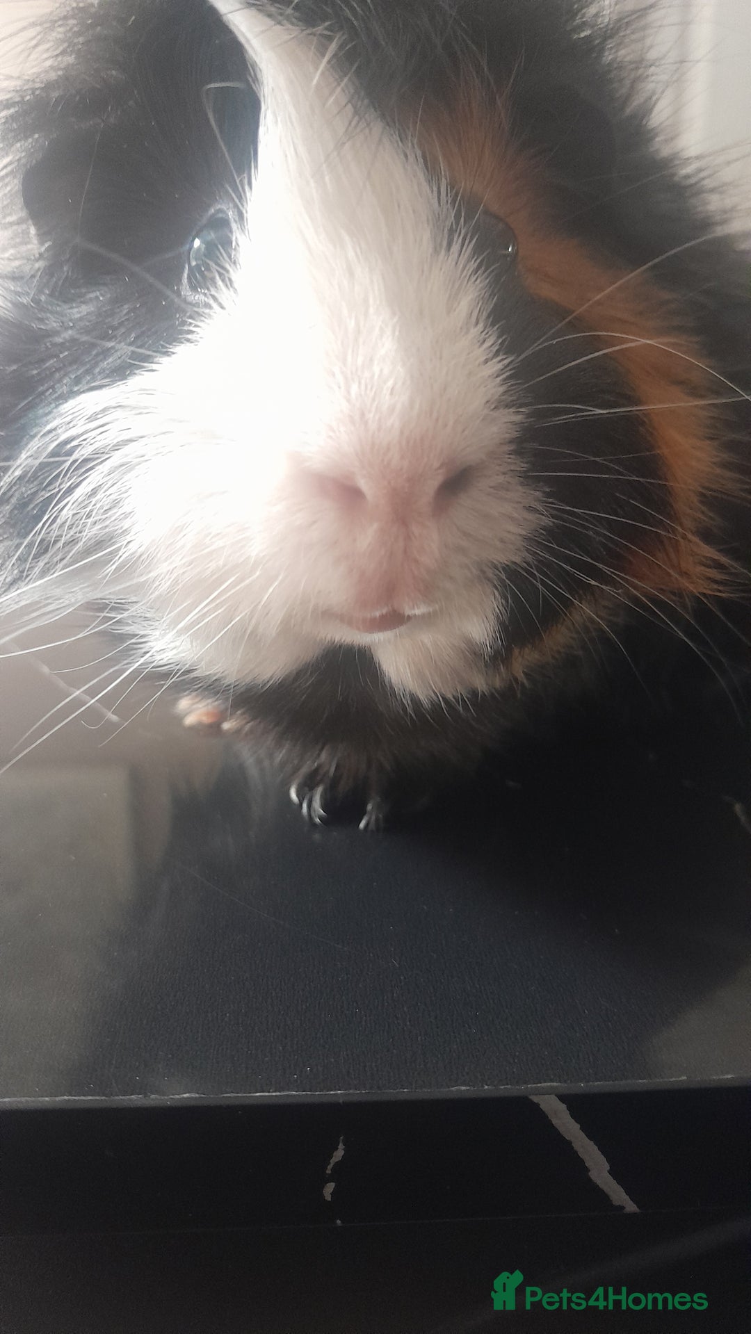 Guinea Pig rodents for sale: 2 male guinea pigs for sale   - Image 5