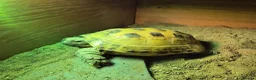 Tortoise reptiles for sale: Much-Loved Horsefield Tortoises Need New Homes in Bracknell - Advert 10