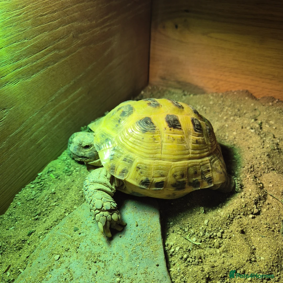Tortoise reptiles for sale: Much-Loved Horsefield Tortoises Need New Homes in Bracknell - Advert 10