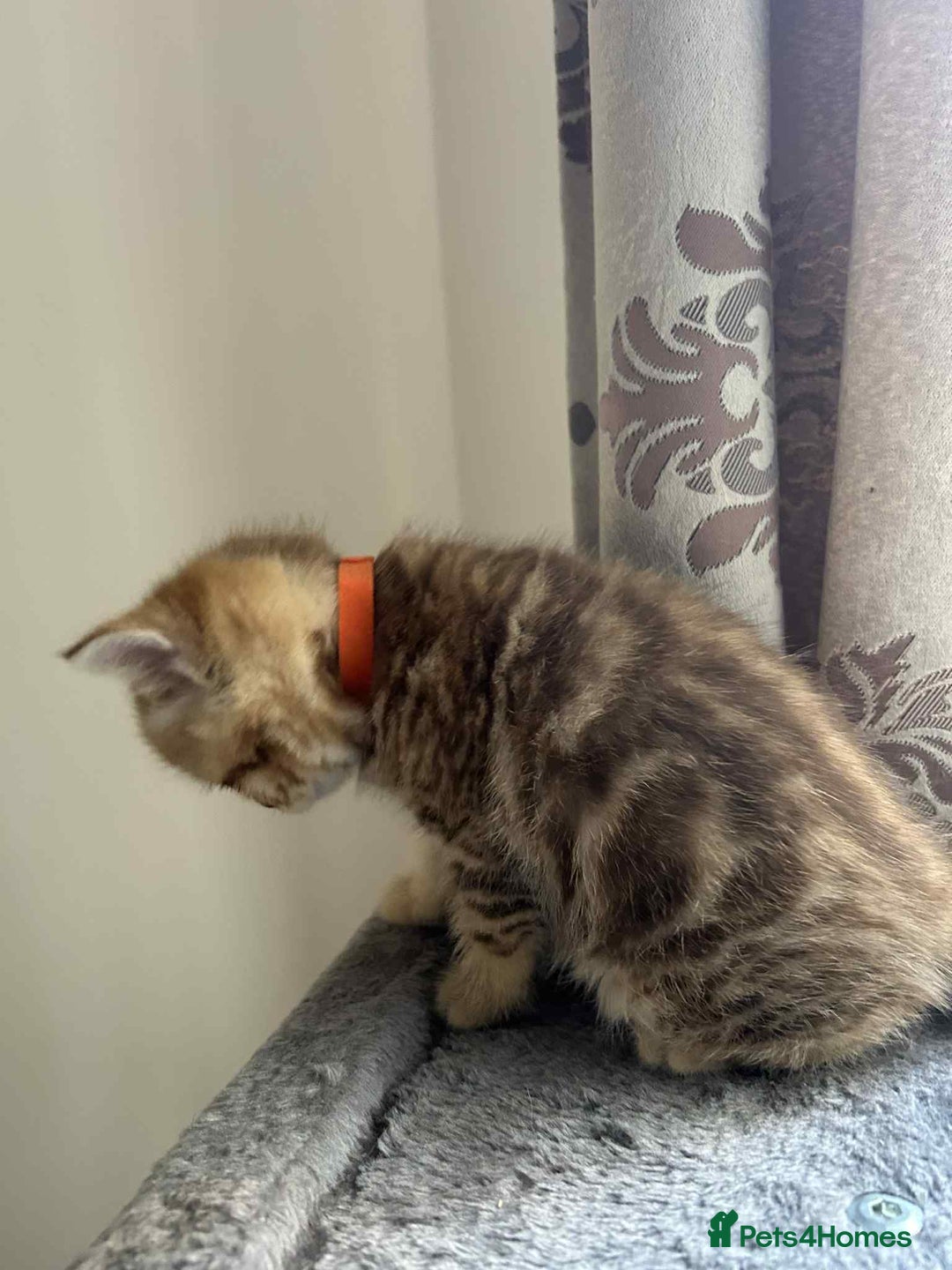 British Shorthair cats for sale: 🐾 Gorgeous British Shorthair Kittens 🐾 - Image 3