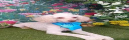 Cockapoo dogs for sale: Ready to leave beautiful cockerpoo puppies  - Advert 2