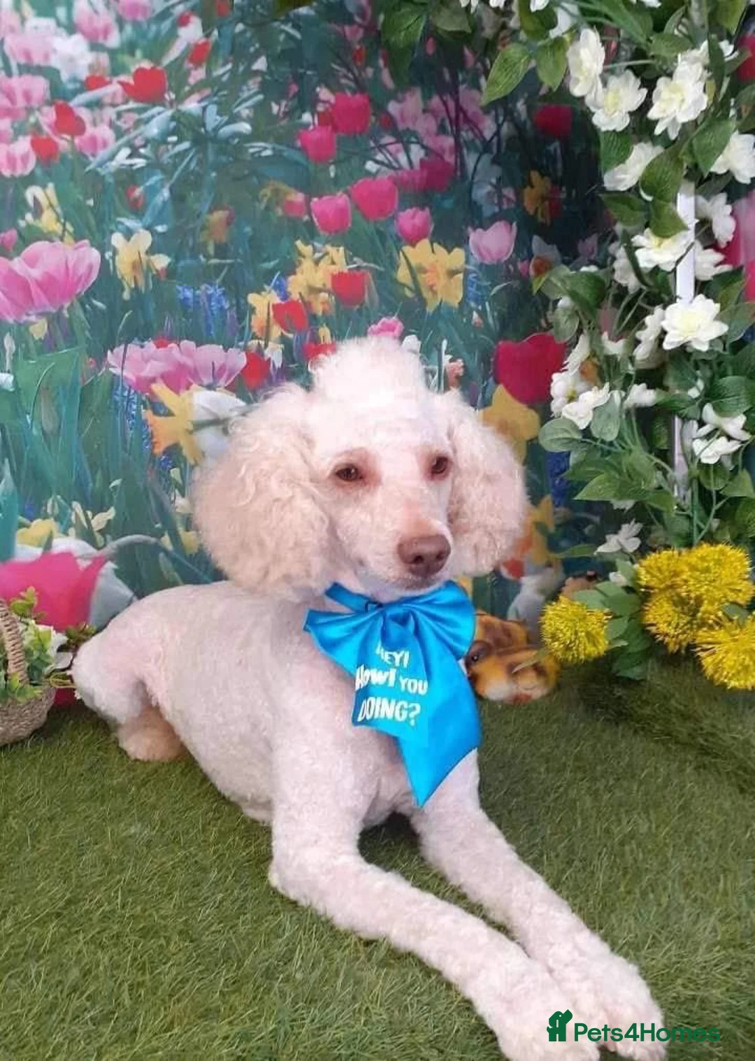Cockapoo dogs for sale: Ready to leave beautiful cockerpoo puppies  - Advert 2