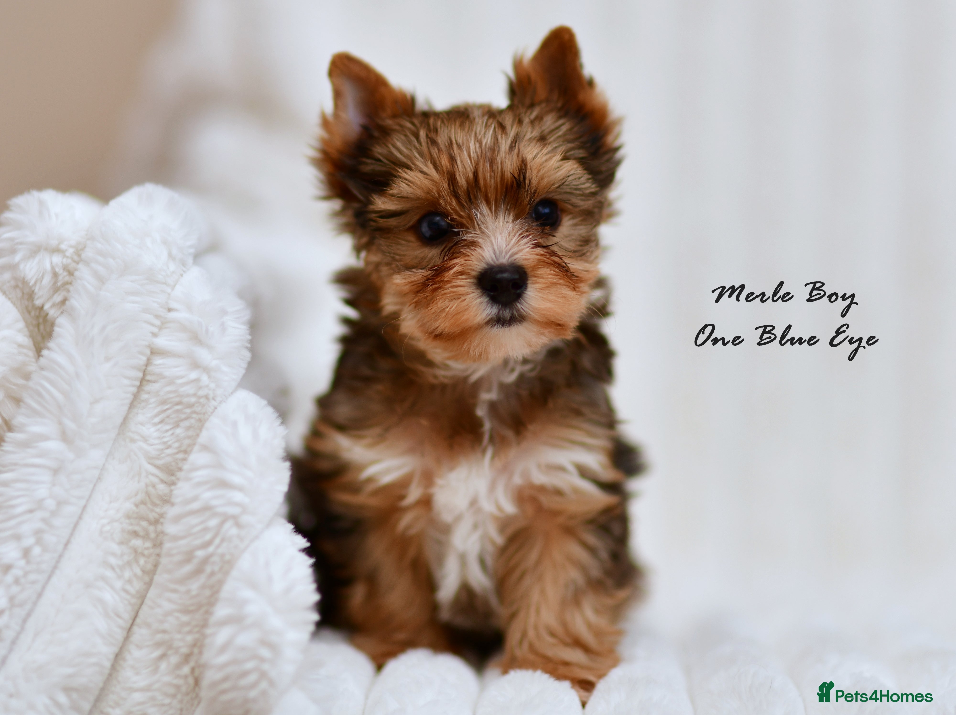 Yorkshire Terrier dogs IHR / KC CUTE YORKIES MERLES BLUE EYES - Advert 4