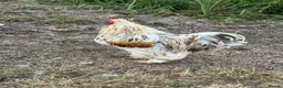 Chickens poultry for sale: Brahma cockerel  - Advert 3