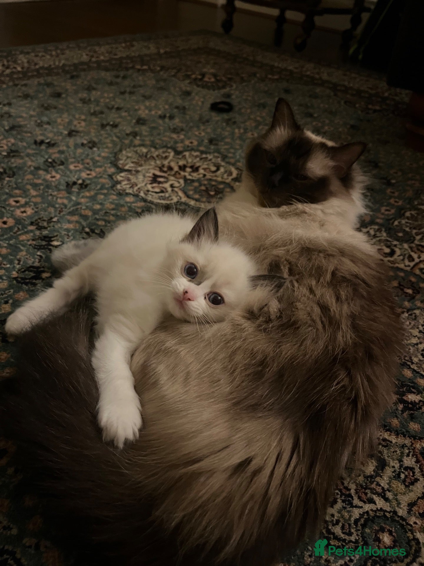 Ragdoll cats Beautiful baby girl ragdoll  - Advert 2